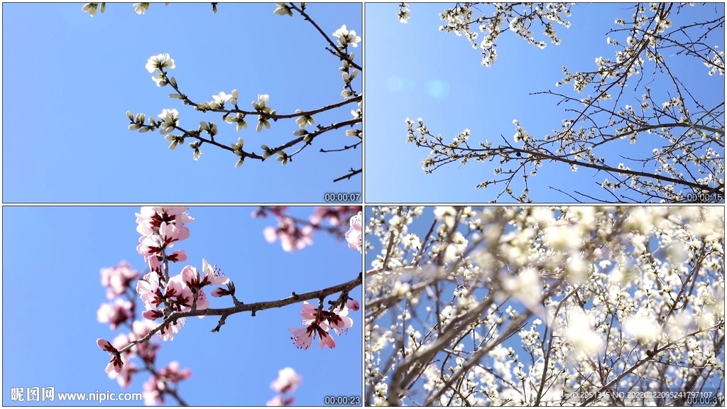 最新桃花视频,最新桃花视频大赏🌸梦幻般的桃花世界等你来发现！