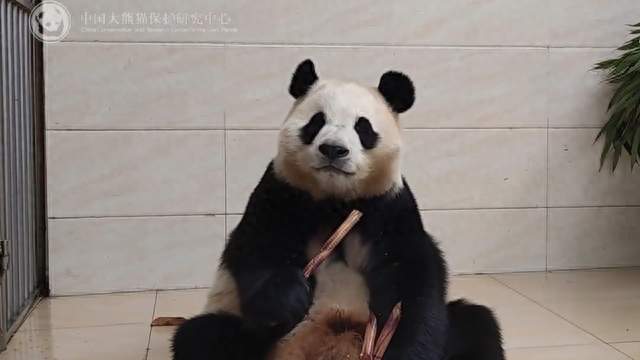 最新吃播视频，美食探索与赏析分享