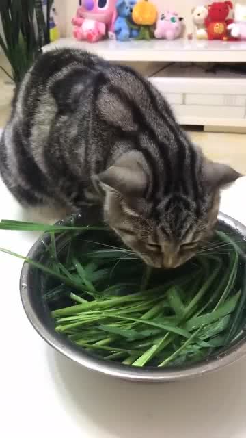 草猫魅力揭秘，探索草猫最新特色与独特之处
