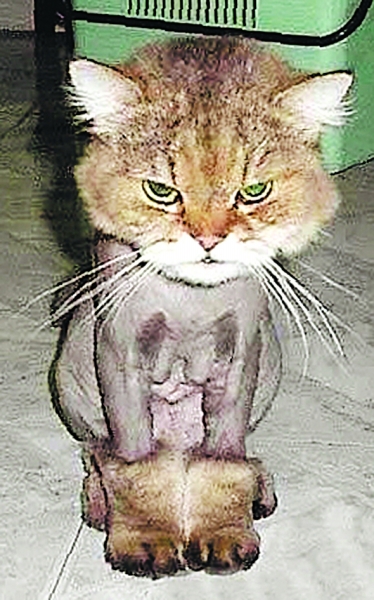 搞笑猫狗最新，小巷深处的欢乐乐园，萌宠乐不停！