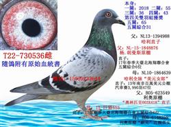 最新台湾赛鸽，热血竞技，赛鸽展翅翱翔