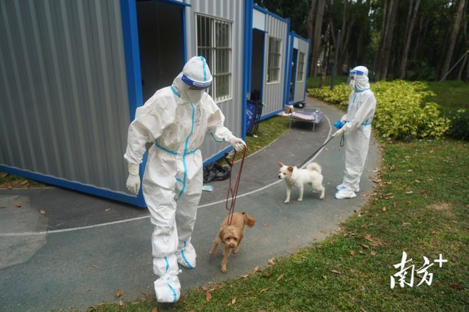 最新疫情猫狗,最新疫情猫狗