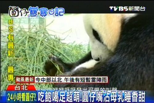熊猫圆仔最新萌态视频，观看与分享指南
