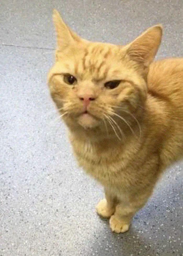红猫价格查询，小巷中的神秘宝藏探秘之旅