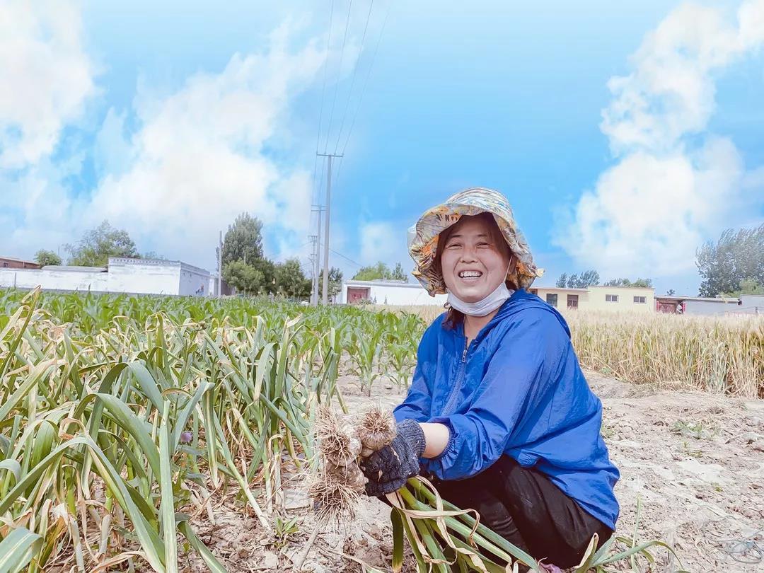 杞县大蒜最新报价及小巷深处的蒜香探索