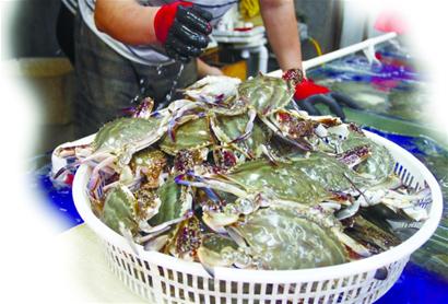 青岛螃蟹最新行情，科技引领海鲜市场新潮，螃蟹价格一览无余