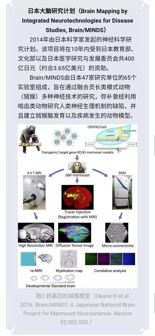 美国脑科学研究新动态下的日常观察与探索，温馨日常揭秘新进展