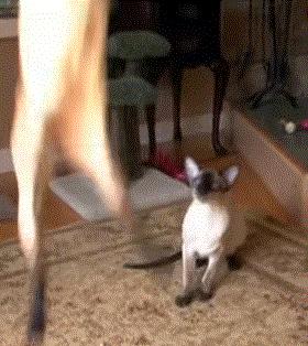 宠物猫价格，市场波动、多元因素与观点碰撞深度解析