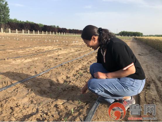 菏泽玉米最新行情概览与指南