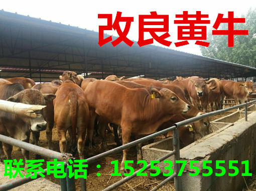 黄牛价格飙升背后的自信与成就感，行情走势分析
