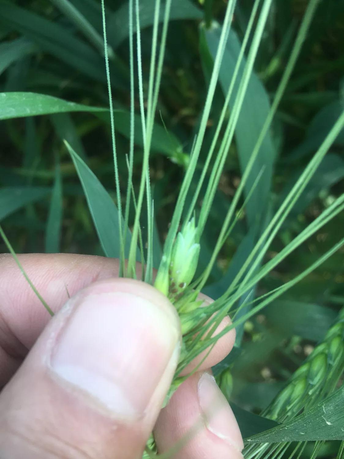 淮北小麦最新行情揭秘，巷弄深处的麦香秘密