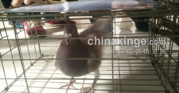 搜鸽网最新视频，小巷深处的味觉奇遇探索