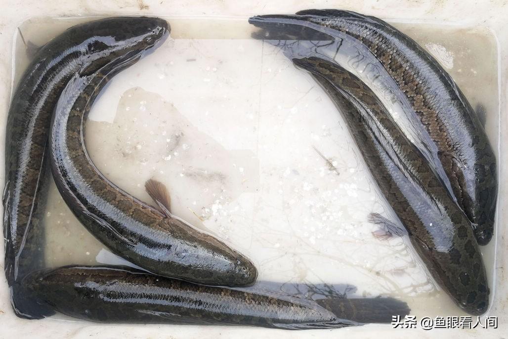 广东黑鱼价格最新走势分析