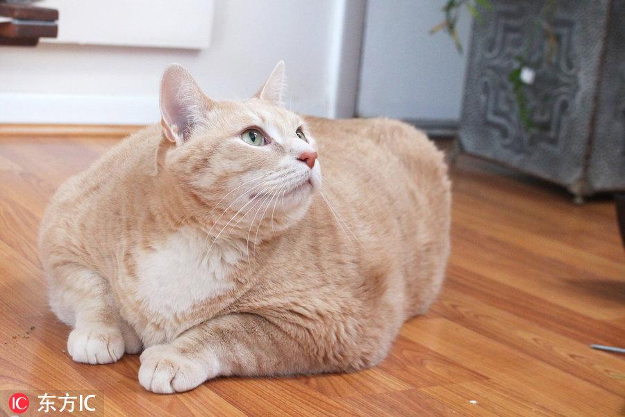 加菲猫最新版，小巷猫步特色小店探秘
